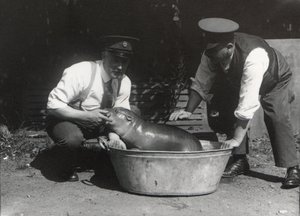 Egy törpe víziló ázik a ZSL Londoni Állatkertben, 1928. augusztus alkotó: Frederick William Bond