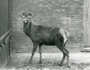 Egy gímszarvas szarvas bimbózó agancsokkal, Londoni Állatkert, 1928. augusztus (f/w fotó) alkotó: Frederick William Bond