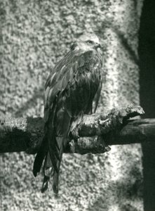 Egy Red Kite egy ágon ácsorog a Londoni Állatkertben 1924-ben alkotó: Frederick William Bond