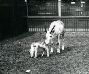 Egy rénszarvas a borjújával a londoni állatkertben, 1914. március alkotó: Frederick William Bond