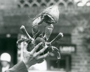 Egy rablókókuszrák, a kezében egy fél kókuszdió, egy állattartó tartott a londoni állatkertben 1927-ben alkotó: Frederick William Bond