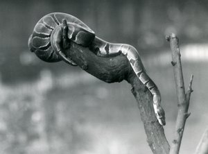Egy Royal Ball Python 1925 októberében a londoni állatkert egyik fiókjában haladt alkotó: Frederick William Bond