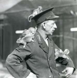 Egy másodosztályú állattartó négy fiatal szürke mókussal, akik egyenruhájára és kabátjára másznak, Londoni Állatkert alkotó: Frederick William Bond
