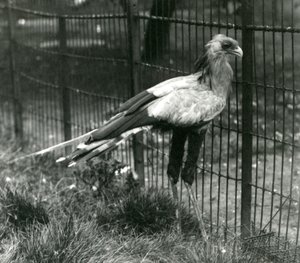 Secretary Bird a Londoni Állatkertben 1923 szeptemberében alkotó: Frederick William Bond