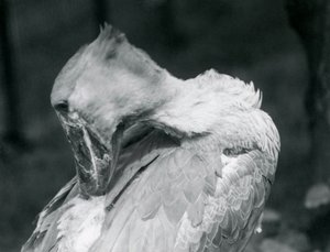 Egy Shoebill 1926-ban a londoni állatkertben tollazatba borítja alkotó: Frederick William Bond