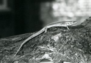 Egy rönkön pihenő Skink a londoni állatkertben 1929-ben (f/w fotó) alkotó: Frederick William Bond