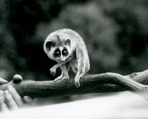 Egy karcsú Loris lenéz egy ágról, amelyet egy állattartó kezében tartanak, Londoni Állatkert, 1926. augusztus alkotó: Frederick William Bond
