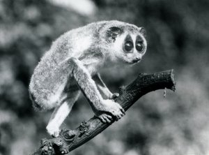 Egy karcsú Loris egy ágon sétál, Londoni Állatkert, 1926. augusztus alkotó: Frederick William Bond