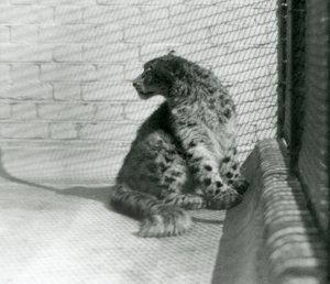 Egy Snow Leopard ül a padlón, a londoni állatkertben alkotó: Frederick William Bond