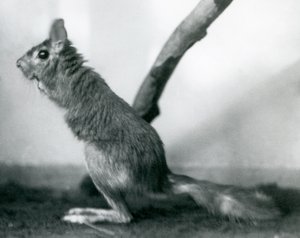 Egy dél-afrikai Springhare Cape Jumping Hare egy ág mellett ül a kertjében, a Londoni Állatkertben, 1925. december alkotó: Frederick William Bond