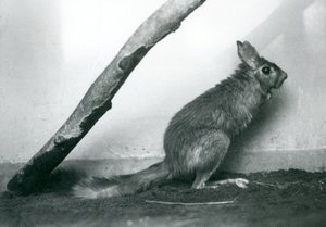 Egy dél-afrikai Springhare Cape Jumping Hare egy ág alatt ül a kikerítésében, Londoni Állatkert, 1925. december alkotó: Frederick William Bond