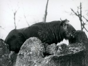 Egy Takin, más néven szarvasmarha zerge vagy Gnu kecske, egy sziklán pihen, Londoni Állatkert, 1925 alkotó: Frederick William Bond