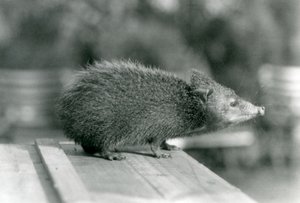 Tenrec a londoni állatkertben 1929-ben (fekete-fehér fotó) alkotó: Frederick William Bond