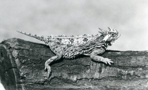 Egy texasi szarvas gyík / szarvas varangy / szarvas varangy / szarvas varangy pihen egy rönkön a londoni állatkertben 1928 augusztusában (f/w fotó) alkotó: Frederick William Bond