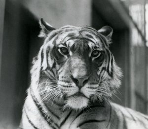 Egy tigris a londoni állatkertben 1924 júliusában