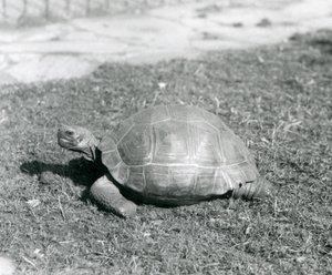 Egy teknős fűben áll a londoni állatkertben 1926-ban (f/w fotó) alkotó: Frederick William Bond