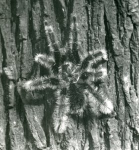 Trinidad Chevron Tarantula egy fatörzs kérgén, Londoni Állatkert, 1926. október