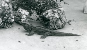Egy tuatara a londoni állatkertben 1927-ben alkotó: Frederick William Bond