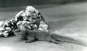 Egy szikla előtt fekvő tuatara a londoni állatkertben 1928-ban (f/w fotó) alkotó: Frederick William Bond