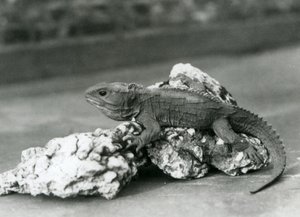 Egy sziklán fekvő Tuatara a londoni állatkertben 1929-ben (f/w fotó) alkotó: Frederick William Bond