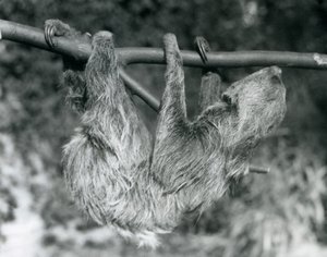 Egy levágott ágon lógó kétujjú lajhár, Londoni Állatkert, 1927 alkotó: Frederick William Bond