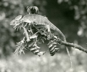 Fátyolos vagy jemeni kaméleon egy lombos ág végén a londoni állatkertben, 1924. június alkotó: Frederick William Bond