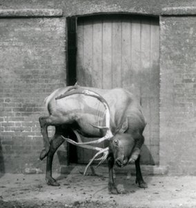Egy WapitiElk szarvas szarvas állt a londoni állatkertben, 1927 szeptemberében alkotó: Frederick William Bond