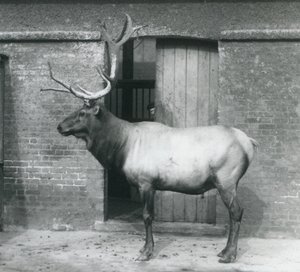 Egy WapitiElk szarvas szarvas állt a londoni állatkertben, 1927 szeptemberében alkotó: Frederick William Bond