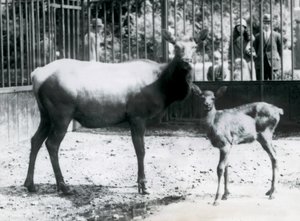 Egy wapiti/juh az őzgidájával a karámjukban, a látogatók rácsokon keresztül nézik, Londoni Állatkert alkotó: Frederick William Bond
