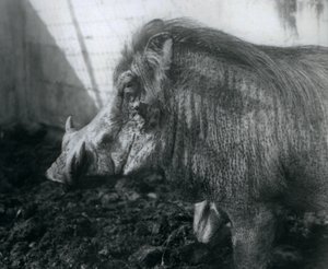 Sárban álló varacskos disznó, Londoni Állatkert, 1927 alkotó: Frederick William Bond
