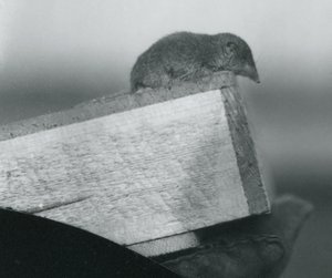 Egy fehér fogú cickány lenéz egy fadoboz széle fölött, egy őrző kesztyűs kezében, Londoni Állatkert, 1917. április alkotó: Frederick William Bond