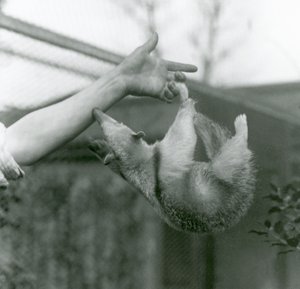 Fiatal gallérú tamandua tartó ujjaira lógva szorító farkával, miközben eléri, hogy megfogja a karját, Londoni Állatkert, 1925. április alkotó: Frederick William Bond