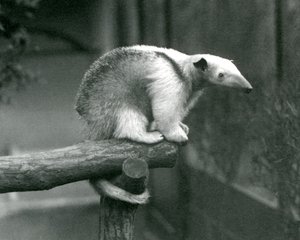 Fiatal gallérú tamandua egy ág végén ülve, szorító farkával kapaszkodik, Londoni Állatkert, 1925. április 24. alkotó: Frederick William Bond