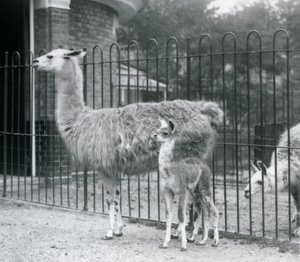 Láma vagy Cria baba anyjával a londoni állatkertben, 1926 alkotó: Frederick William Bond