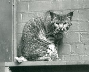Egy öbölben élő hiúzmacska lenéz egy párkányról, amelyen ül, annak kifutójában, a Londoni Állatkertben, 1925. március alkotó: Frederick William Bond
