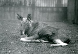 Egy ElkMoose bika, amelyen a közelmúltban lehullott agancsának hegei láthatók, fekve a londoni állatkertben, 1926. január alkotó: Frederick William Bond