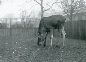 Egy Elk/Moose bika áll a karámjában, és lenyúl a fű felé, Londoni Állatkert, 1926. január (f/w fotó) alkotó: Frederick William Bond