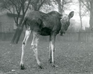 Egy ElkMoose bika, a közelmúltban hullatott agancs sebeivel a londoni állatkertben, 1926. január alkotó: Frederick William Bond