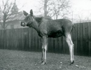 Egy ElkMoose bika, a közelmúltban hullatott agancs sebeivel a londoni állatkertben, 1926. január alkotó: Frederick William Bond