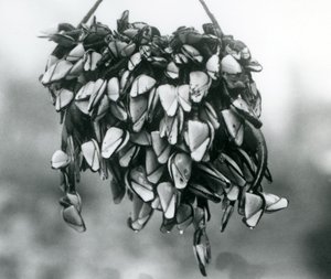 Nyílt libanyakú, sima lúdnyakú barnacles csomót a vízből egy kötélen felfüggesztve, Londoni Állatkert, 1925. március alkotó: Frederick William Bond