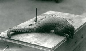 Egy súlyosan veszélyeztetett kínai pangolin leskelődik a faláda szélén, amelyen ül, Londoni Állatkert, 1925. július alkotó: Frederick William Bond