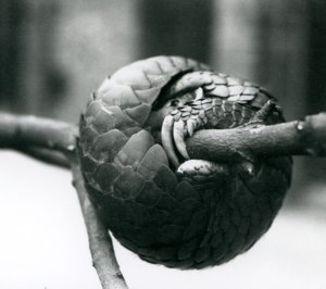 Kritikusan veszélyeztetett kínai pangolin pihen, vízszintes ág köré csavarodva, Londoni Állatkert, 1930 előtt alkotó: Frederick William Bond