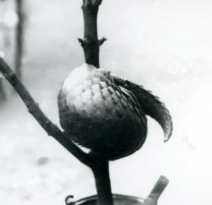 Egy súlyosan veszélyeztetett kínai pangolin pihen, egy függőleges ág köré csavarodva, Londoni Állatkert, 1925. július alkotó: Frederick William Bond