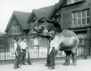 Egy díszített indiai elefánt, három őrrel és kiképzővel, a londoni állatkert elefántháza előtt 1927-ben alkotó: Frederick William Bond