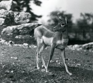 Egy nőstény Blackbuck a londoni állatkertben 1924-ben alkotó: Frederick William Bond