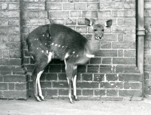 Egy nőstény Cape BushbuckImbabala falhoz támaszkodva a londoni állatkertben 1927 októberében. alkotó: Frederick William Bond