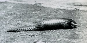 Egy nőstény kínai Pangolin a londoni állatkertben 1925 augusztusában alkotó: Frederick William Bond