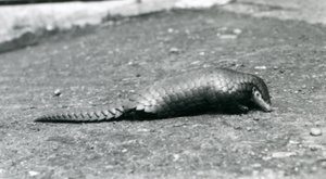 Egy nőstény kínai Pangolin a londoni állatkertben 1925 augusztusában alkotó: Frederick William Bond