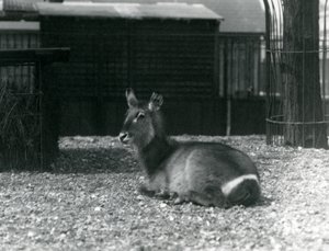 Egy nőstény Waterbuck, Kobus ellipsiprymnus, a londoni állatkertben ülve, 1924 júniusában alkotó: Frederick William Bond