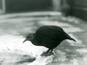 Egy röpképtelen WekaMaori tyúk a londoni állatkertben 1927-ben alkotó: Frederick William Bond
